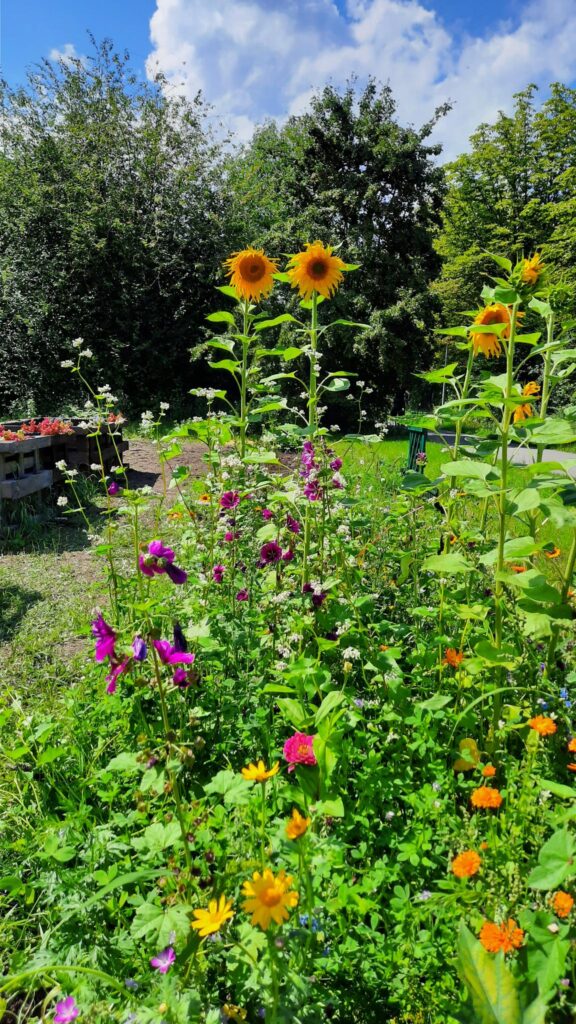 Ein Blumenfeld mit zwei große Sonnenblumen und viele sommerblumen.